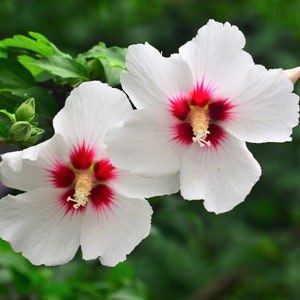 25 White & Hot Pink ROSE Of SHARON HIBISCUS Syriacus Flower Tree Bush Seeds *Flat Shipping