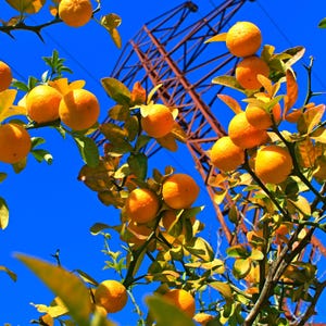 5 HARDY ORANGE TREE Trifoliate Citrus Trifoliata Poncirus Fruit White Flower Seeds