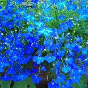 200 BLUE SAPPHIRE LOBELIA Erinus Trailing for Planters or Groundcover Flower Seeds