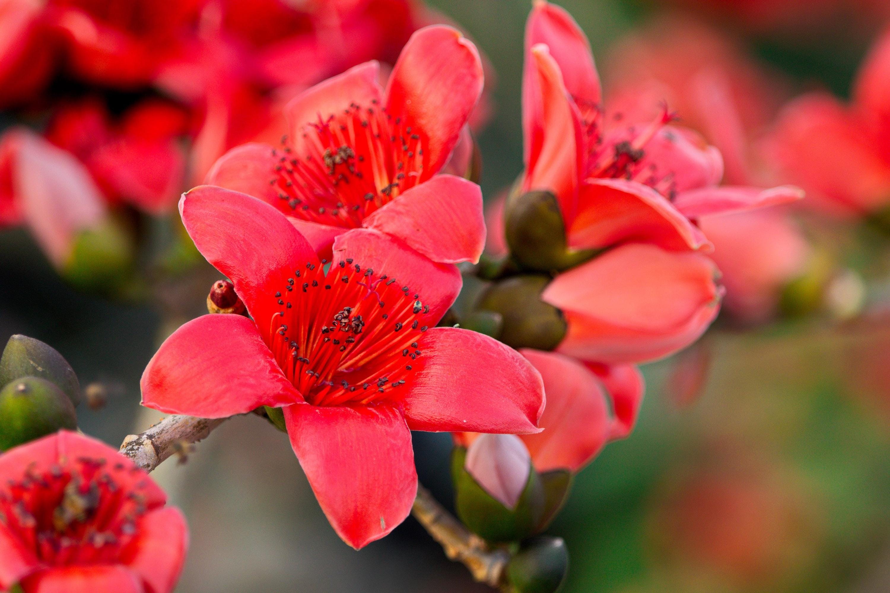 Simul Tree 10 RED SILK COTTON Tree Bombax Ceiba Kapok Tropical Flower Seeds *flat ...
