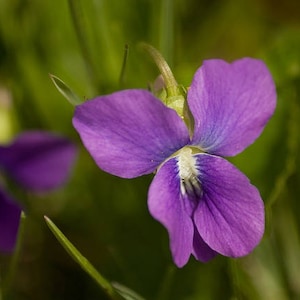 100 PRAIRIE VIOLET PURPLE Viola Pedatifida Palmata Flower Seeds image 1