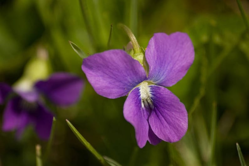 100 PRAIRIE VIOLET PURPLE Viola Pedatifida Palmata Flower Seeds image 1