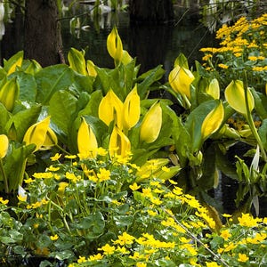10 gula träsklykta fuktiga Lysichiton Americanus skunkkålsfrön