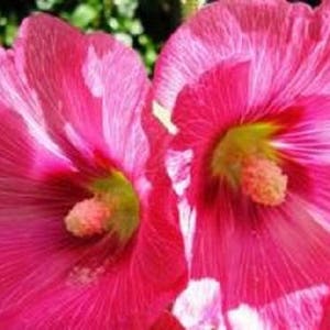 25 BRIGHT PINK HOLLYHOCK Alcea Rosea Flower Seeds Perennial Combined S/H image 3