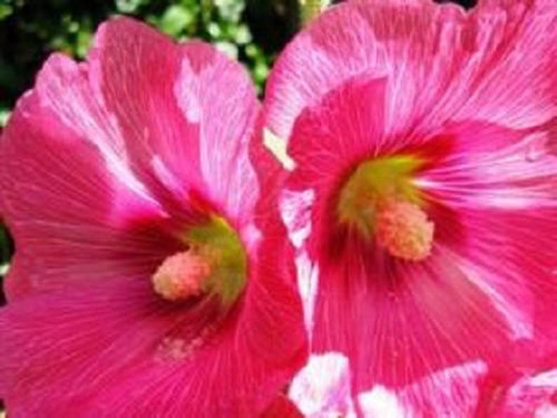 25 BRIGHT PINK HOLLYHOCK Alcea Rosea Flower Seeds Perennial Combined S/H image 3