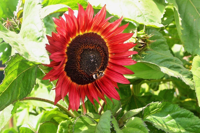 25 CHOCOLATE CHERRY SUNFLOWER Helianthus Annuus Red & Brown Flower Seeds image 6