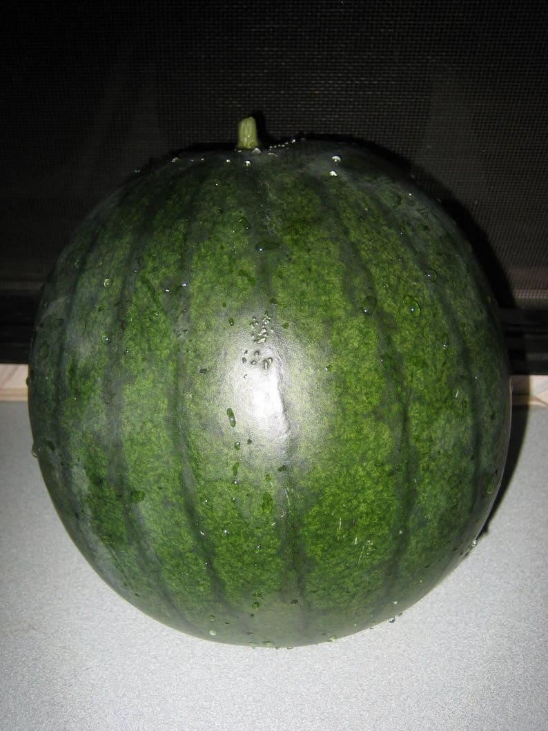 100 SUGAR BABY WATERMELON Citrullus lanatus Fruit Melon