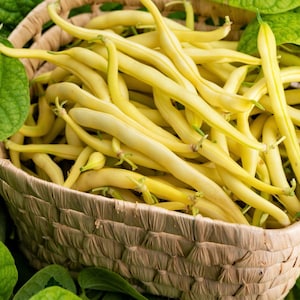 50 gula Cherokee vaxbönsbuske Aas Winner Phaseolus Vulgaris frön