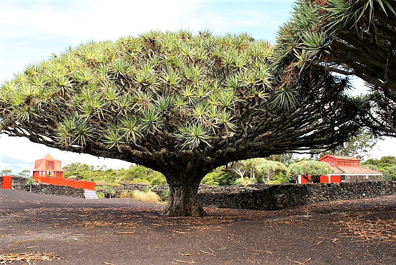 10 Dragon Tree Dracaena Draco Canary Island Drago Blood Asparagus Yucca Evergreen Succulent Houseplant Orange Berry White Flower Seeds Gift 10 Dragon Tree Dracaena Draco Canary Island Drago Blood Asparagus Yucca Evergreen Succulent Houseplant Orange Berry White Flower Seeds Gift