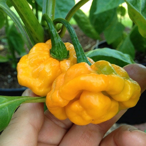 40 Yellow SCOTCH BONNET PEPPER very hot Jamaican Capsicum Annuum Vegetable Seeds