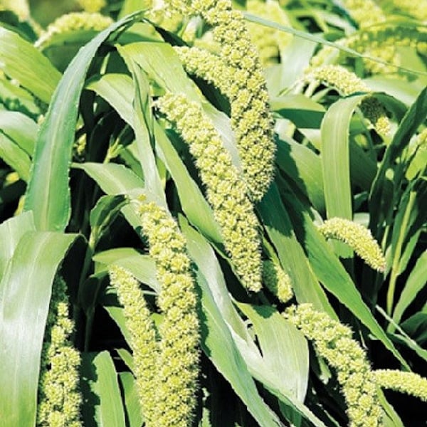 50 LIMELIGHT SPRAY MILLET Light Lime Green Flower Setaria Italica Grass Seeds