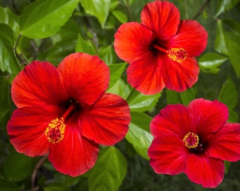 10 Luna RED HARDY HIBISCUS Hibiscus Moscheutos Balhibred Flower Seeds