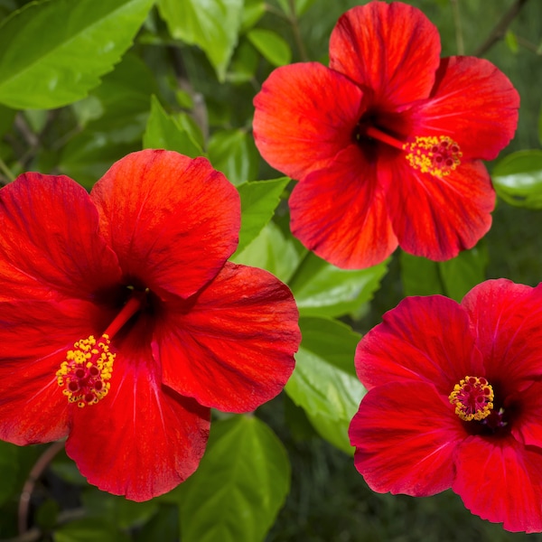 10 Luna RED HARDY HIBISCUS Hibiscus Moscheutos Balhibred Flower Seeds