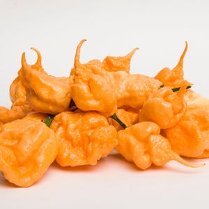 10 Peach CAROLINA REAPER PEPPER World&#39;s Hottest Capsicum Chinense Hot Chili Vegetable Seeds
