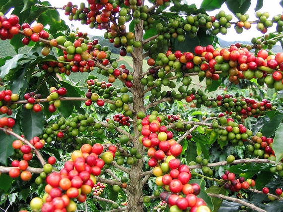 Own Grown Arabica Coffee Seeds, 1 Package - Bloomling International