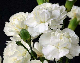 50 WHITE CARNATION Dianthus Caryophyllus Grenadin Flower Seeds *Comb S/H