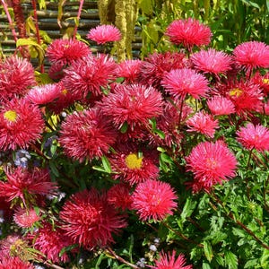 250 Double RED CHINA ASTER Callistephus Chinensis Flower Seeds *Flat Shipping