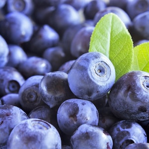 20 DWARF BILBERRY Vaccinium Caespitosum Dwarf Blueberry Whortleberry Pink Flower Blue Berry Fruit Evergreen Shrub Seeds