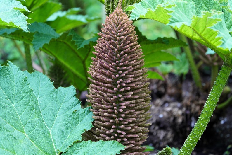 10 GUNNERA MANICATA 6' Leaves Giant Rhubarb Dinosaur Plant Moist Shade Red Flower Seeds image 7