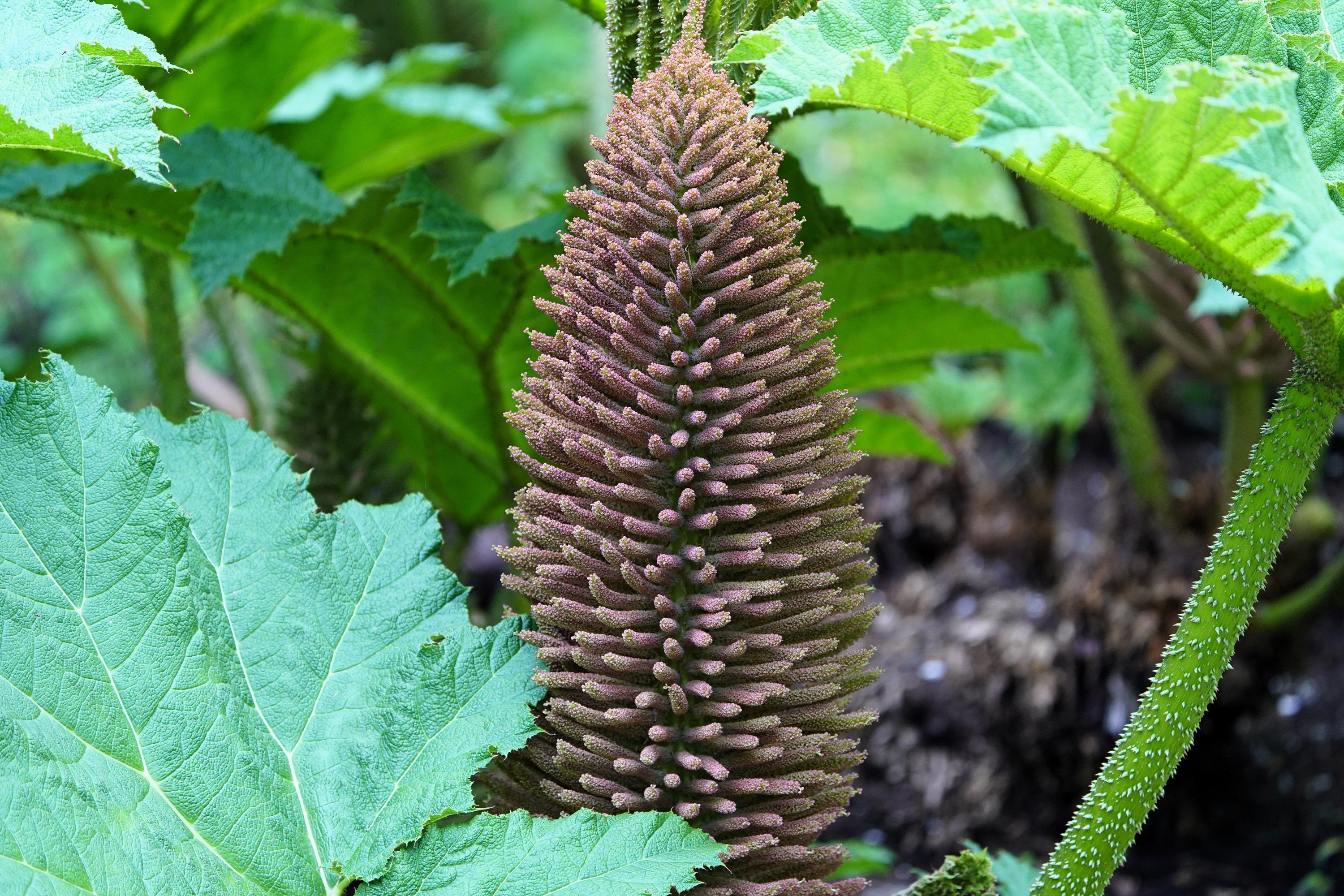 10 GUNNERA MANICATA, 1,80 m de hojas, semillas de ruibarbo gigante, planta  dinosaurio, flores rojas de sombra húmeda - Etsy México, image size:3000x2000