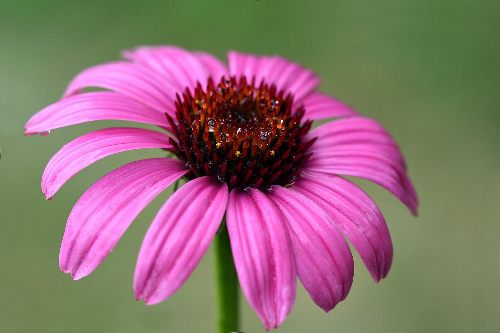 25 BRIGHT STAR CONEFLOWER Echinacea Purpurea Lavender Bright | Etsy