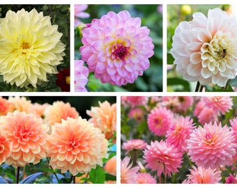 50 WATERCOLOR MIX DAHLIA Variabilis Double Bloom Mixed Colors Yellow Peach Pink Lavender Cream Orange Flower Seeds