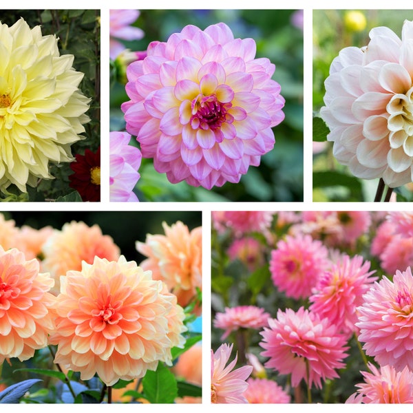 50 AQUAREL MIX DAHLIA Variabilis Double Bloom Gemengde Kleuren Geel Perzik Roze Lavendel Crème Oranje Bloemzaden