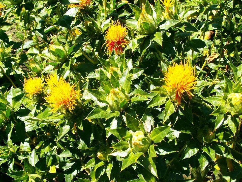 300 SAFFLOWER Saffron Carthamus Tinctorius Yellow Orange
