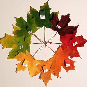 25 SUGAR MAPLE Syrup TREE Native Rock Fall Color Acer Saccharum Samen