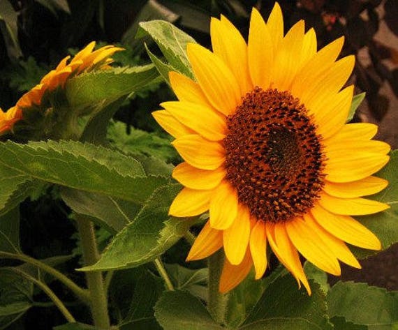 20 Seeds Sunflower Seed Helianthus Annus Beautiful For Garden Flower Seed A296