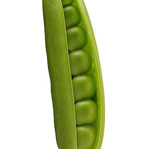 50 スーパーシュガースナップピー Pisum Sativum Macrocarpon 野菜種子