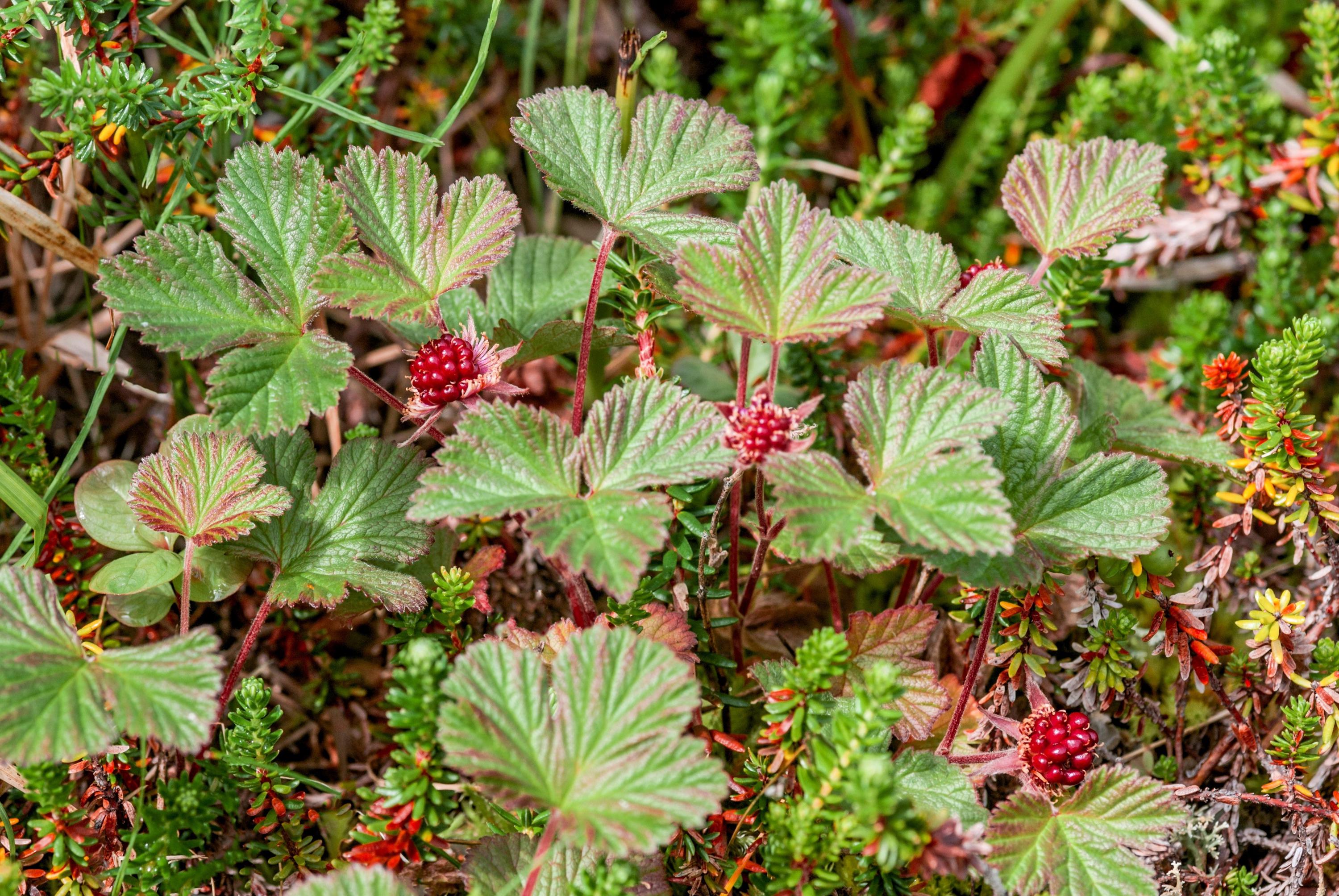 Arctic Raspberry Pictures 10 ARCTIC RASPBERRY Nagoonberry Rubus Arcticus Red Berry Fruit Bramble ...