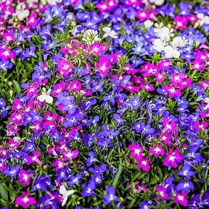 200 MIXED COLORS LOBELIA Regatta Lobelia Erinus Flower Seeds