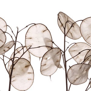 100 LUNARIA Biennis (MONEY PLANTE / Silver Dollar / Honesty / Moonwort / L Annua) Graines De Fleurs