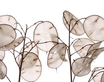 100 LUNARIA Biennis (PENGAVÄXT / Silverdollar / Honesty / Månört / L Annua) Blomfrön