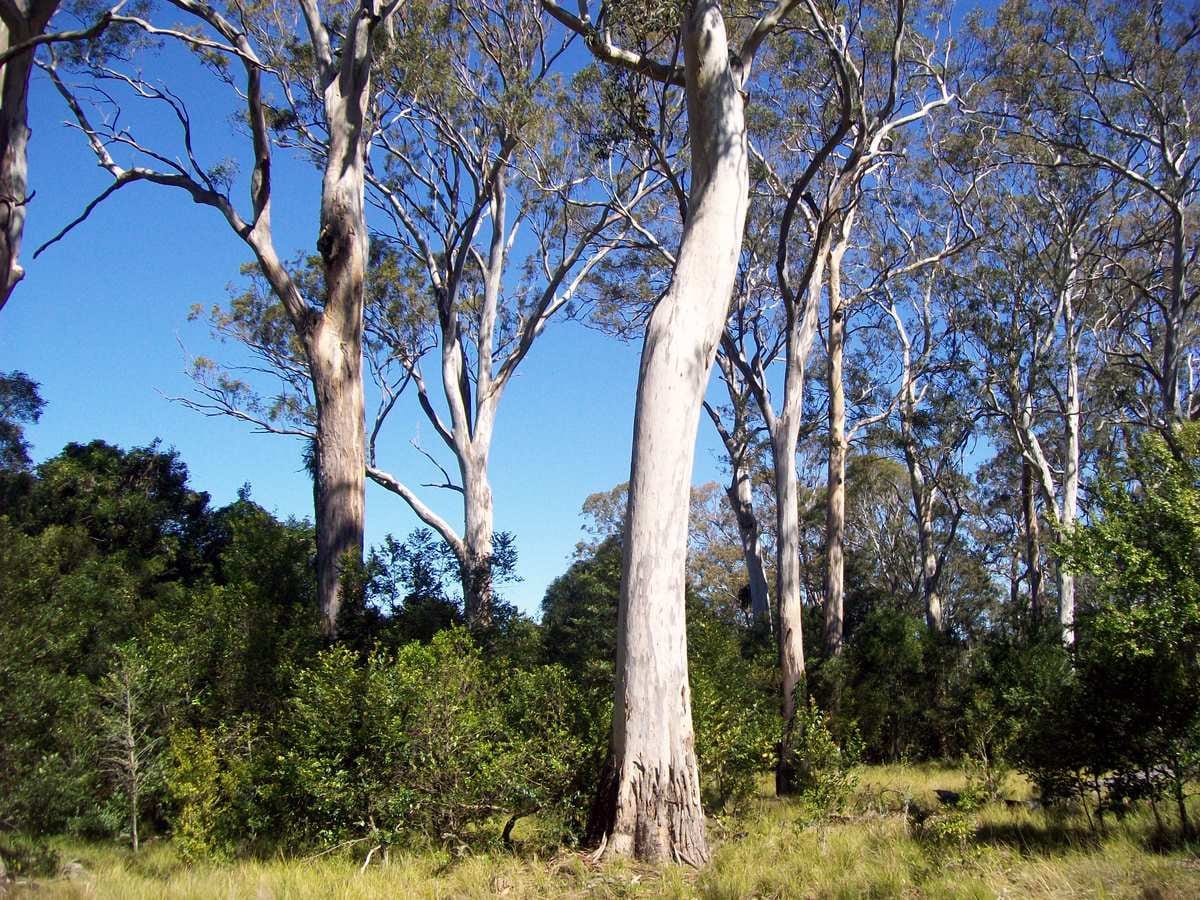 Forest Red Gum 200 Seeds Eucalyptus Tereticornis