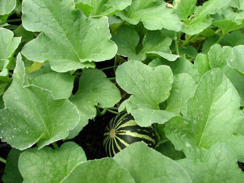 15 Tigger / Tiger Melon Seeds – Edible Muskmelon & Ornamental Vine – Seedville USA