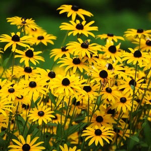 2000 BLACK EYED SUSAN Rudbeckia Hirta Yellow Heirloom Native Flower Seeds *Comb S/H