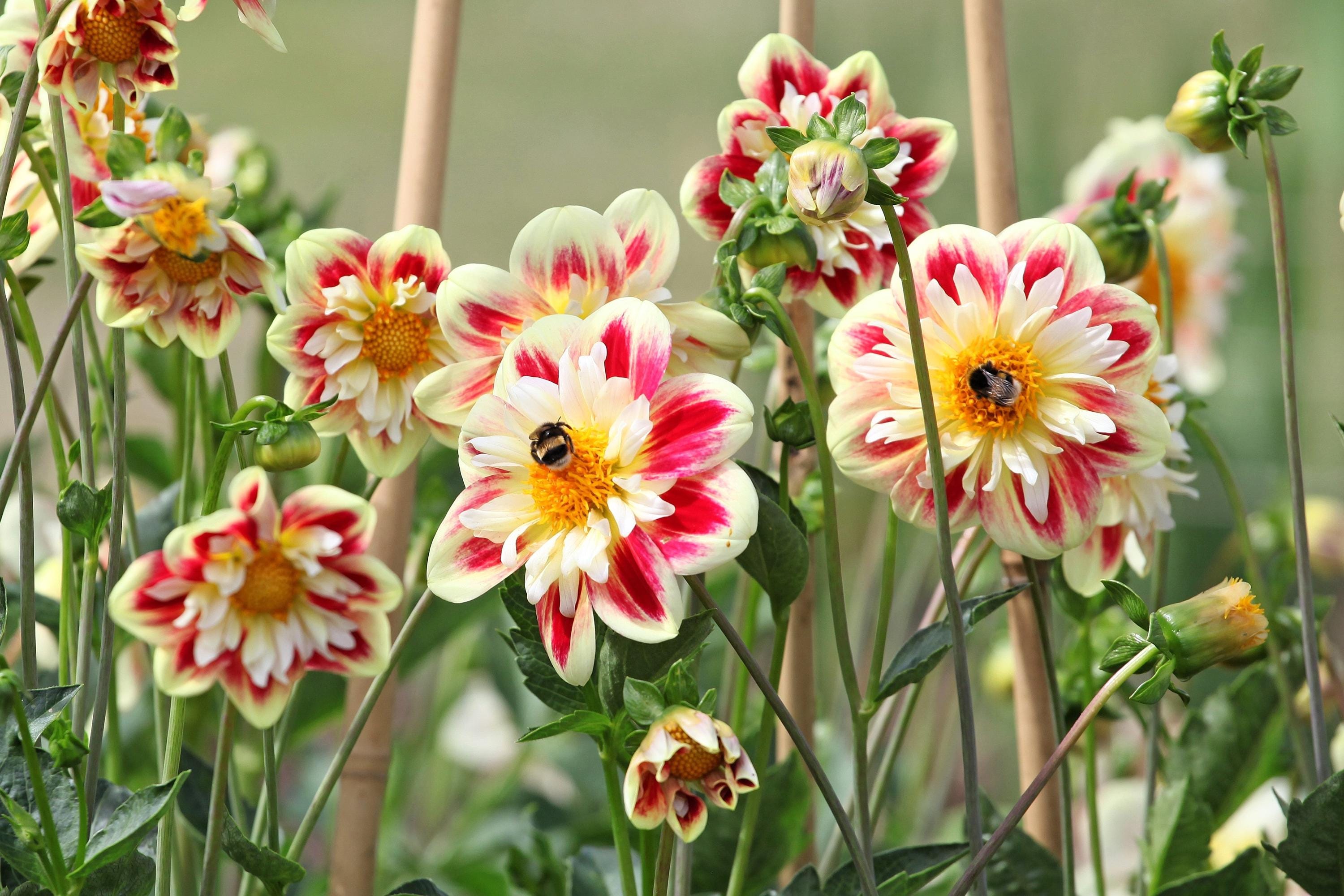 50 MIXED COLLARETTE DAHLIA Variabilis Two Tone Mix of Red