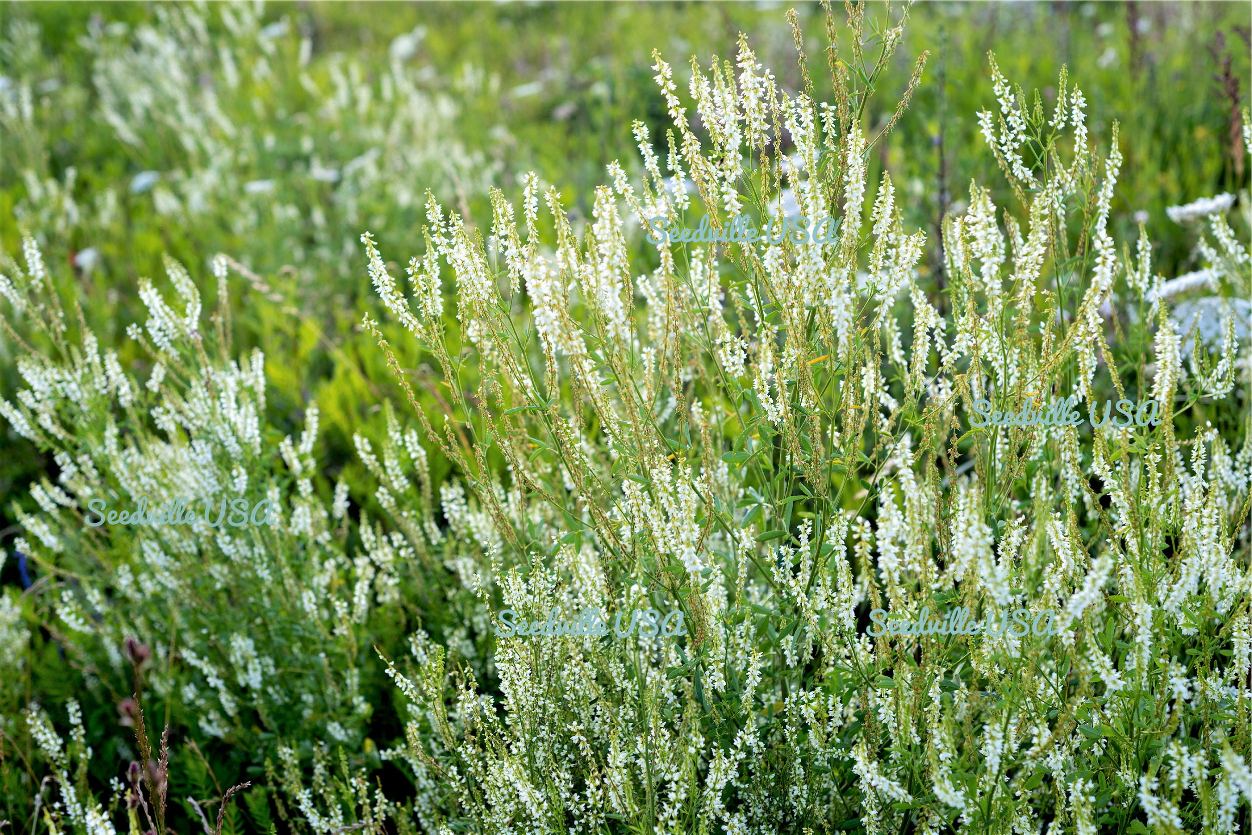 1500 White Blossom Sweet Clover Melilotus Officinalis Alba Albus