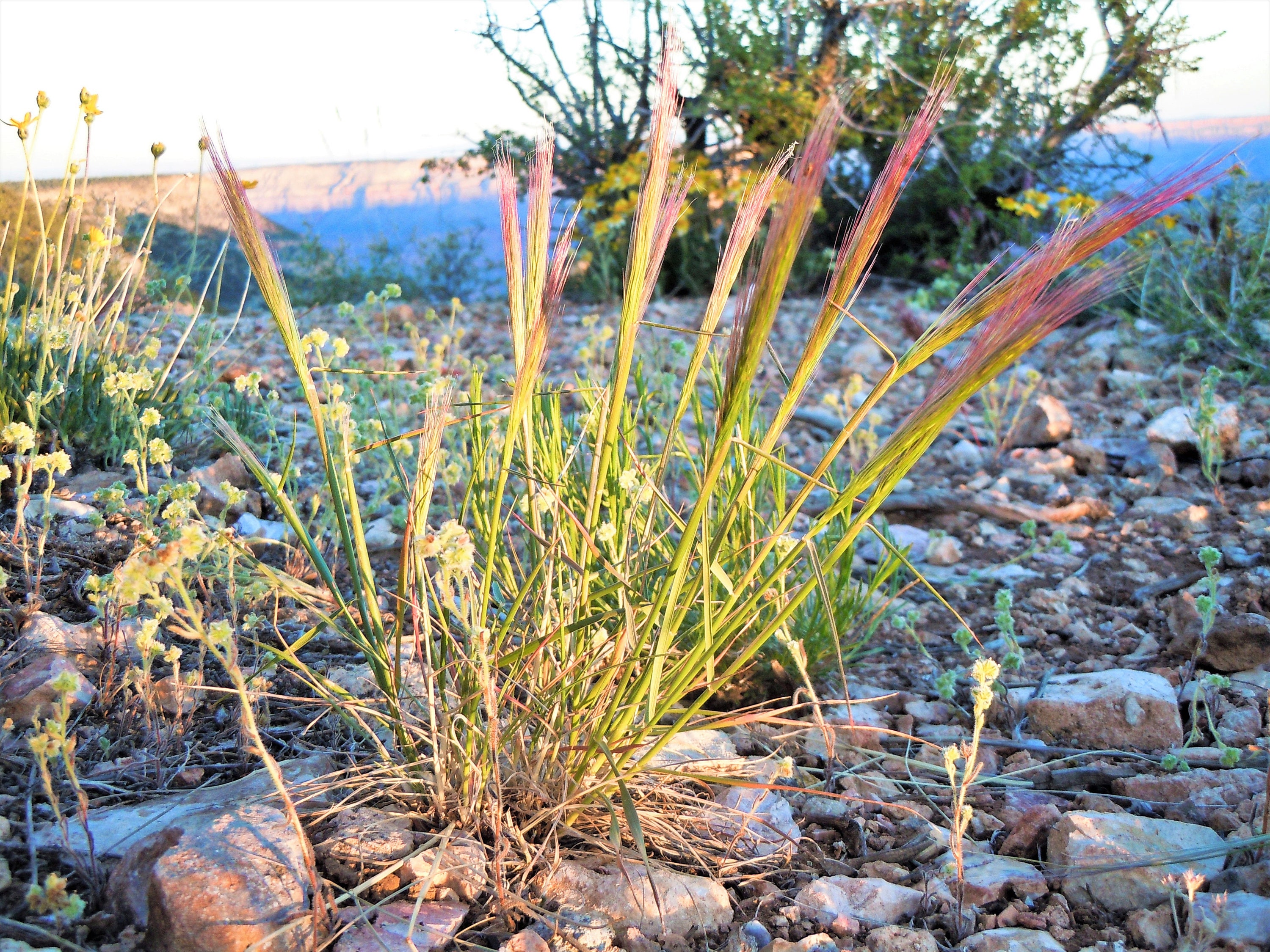 300 Bottlebrush SQUIRRELTAIL RYE GRASS Elymus Elymoides Syn Etsy