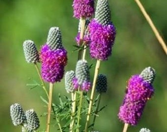 700 PURPLE PRAIRIE CLOVER Dalea Purpurea Flower Seeds