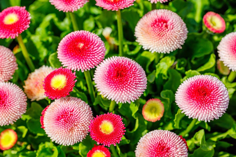 English Daisy Tasso Pink - Thumbnail 2