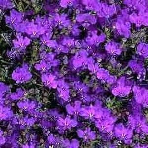 200 CRYSTAL PALACE LOBELIA Regatta Purple Blue Lobelia Erinus Flower Seeds *Comb S/H