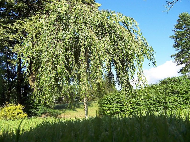 50 SILVER WEEPING BIRCH Tree White European Betula Pendula Alba Seeds Comb S/H image 10