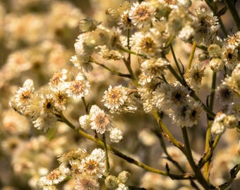 100 White SWEET EVERLASTING Gnaphalium Obtusifolium Butterfly Flower Herb Seeds