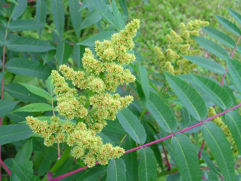 75 SMOOTH SUMAC TREE Red Berries Rhus Glabra Borealis Seeds Etsy