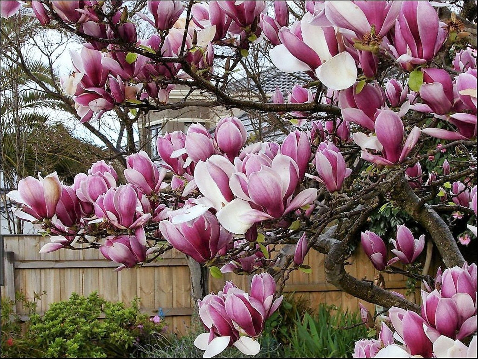 Magnolia liliiflora