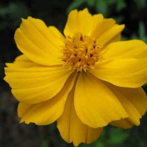 300 YELLOW SULPHUR COSMOS Bipinnatus Flower Seeds *Comb S/H