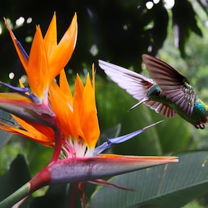 5 tropische PARADIESVOGEL Strelitzia Reginae Blumensamen * Kamm S / H